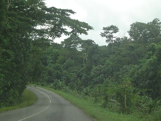 Jungle Scene